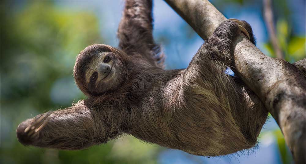 There are so many fun facts about animals when it comes to the sloth