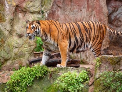 South China Tiger Animal Facts | Panthera Tigris Amoyensis | AZ Animals