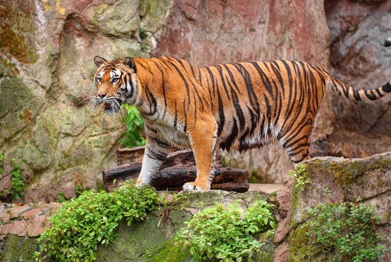 South China tiger on the prowl