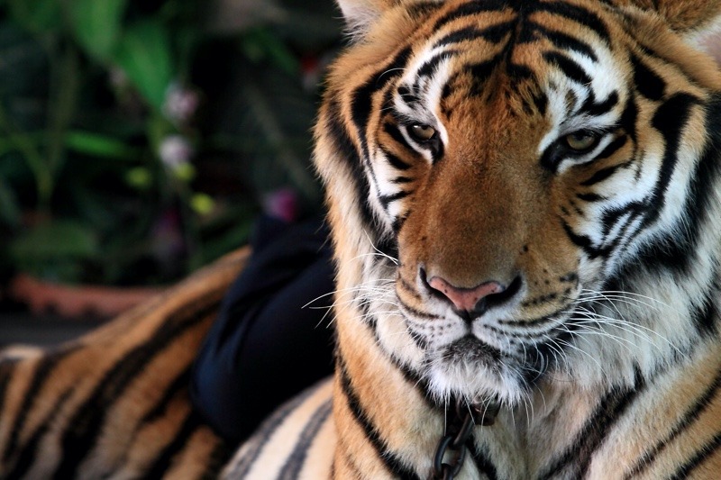 Close-up view of the South China tiger