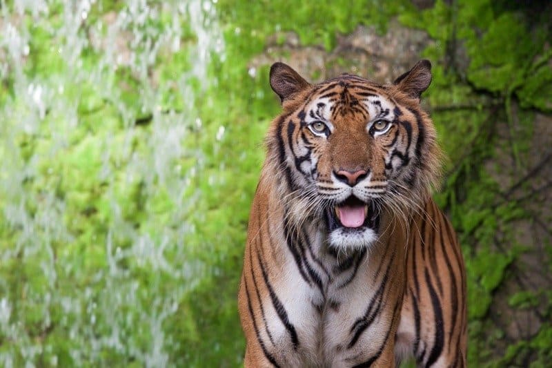 Medium shot of the South China tiger looking at the camera