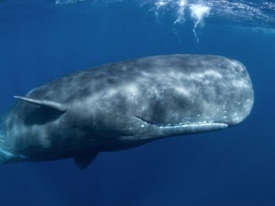 A Sperm Whale