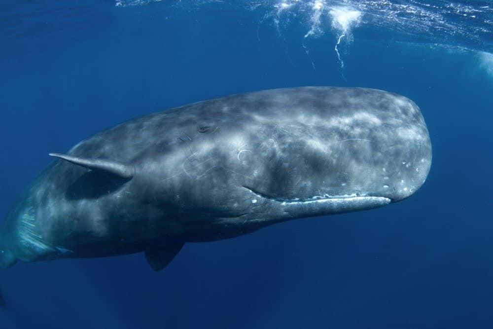 sperm whale breaching