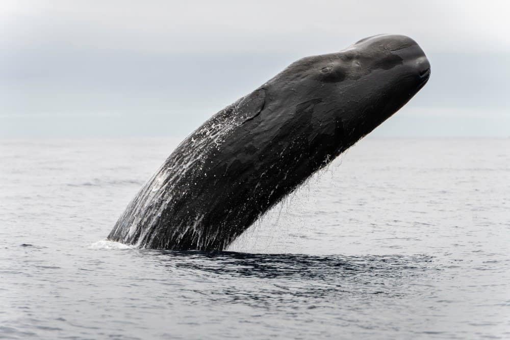 Sperm whale breaching off the coast of Pico Island, The Azores, Portugal.