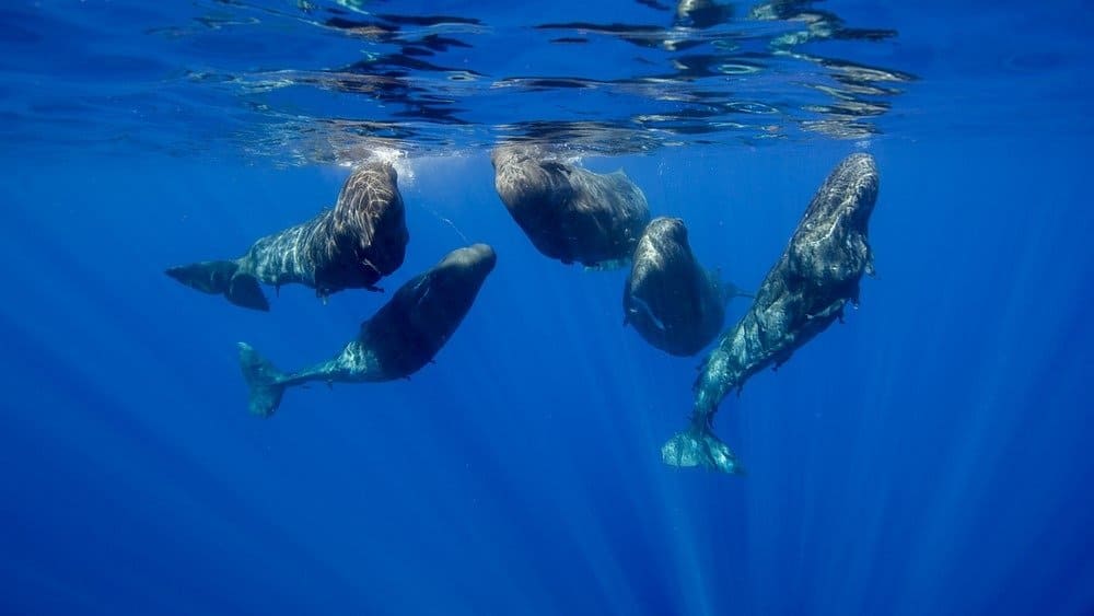 Sperm whales in a social gathering, <a href=