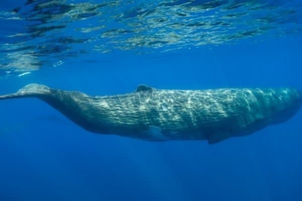Male sperm whale swimming, Ligurian Sea, Pelagos Sanctuary, Mediterranean, Italy.