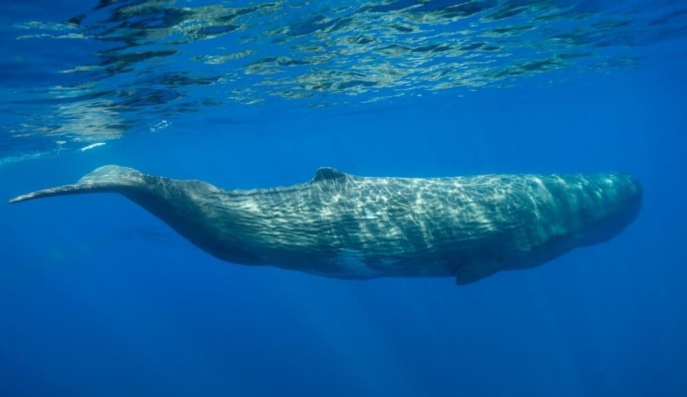 Male sperm whale swimming, Ligurian Sea, Pelagos Sanctuary, Mediterranean, Italy.
