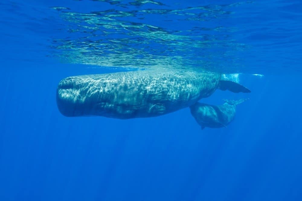 วาฬสเปิร์มและลูกของมันว่ายน้ำที่ผิวน้ำ มหาสมุทรอินเดีย มอริเชียส