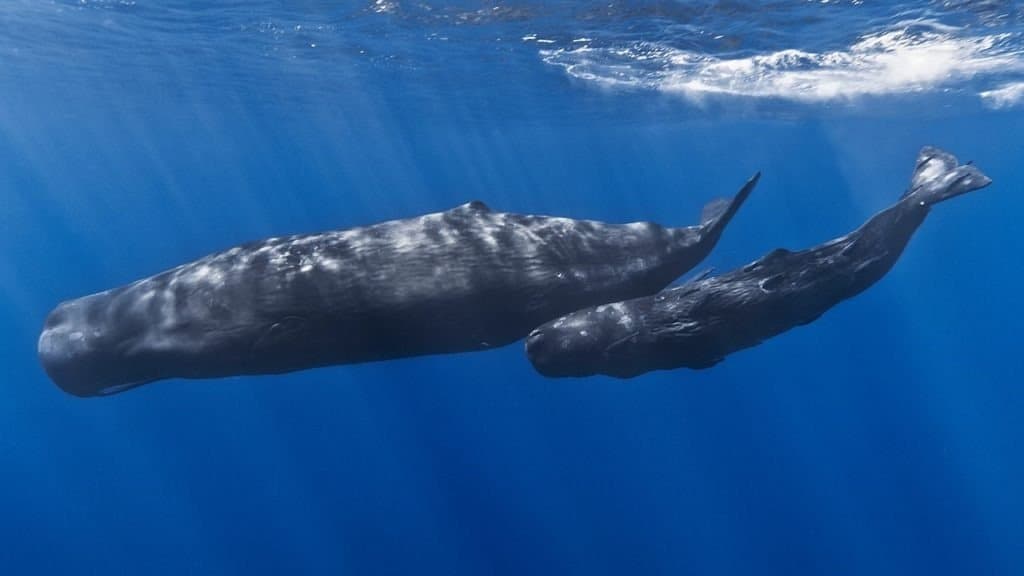 A mother sperm whale and her calf off the coast of Mauritius.