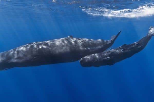 A mother sperm whale and her calf off the coast of Mauritius.