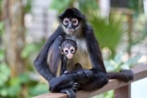 Spider Monkey vs Howler Monkey: What Are The Differences? photo