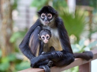 A Spider Monkey vs Howler Monkey: What Are The Differences?
