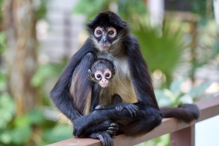 Spider monkey mother and baby