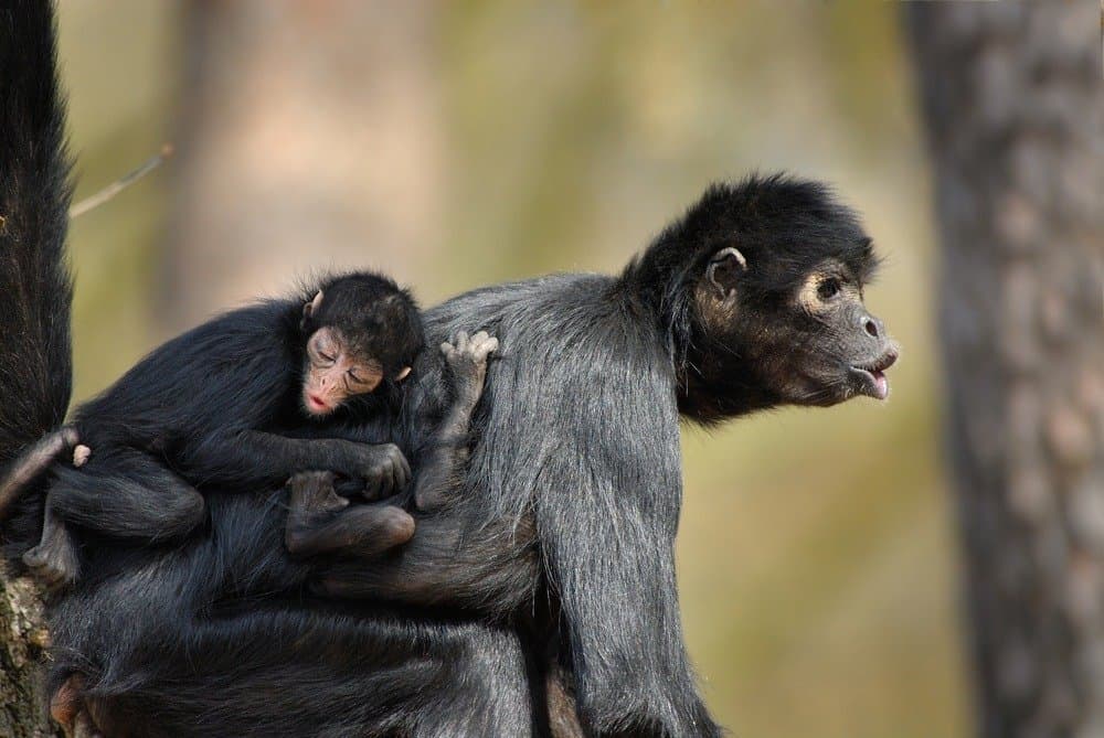 Spider monkey mother and baby