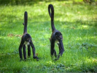 A How Do Monkeys Mate? Monkey Reproduction Habits Explained
