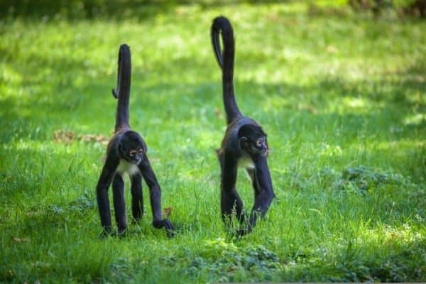 A pair of Geoffroy's spider monkeys walking through green grass