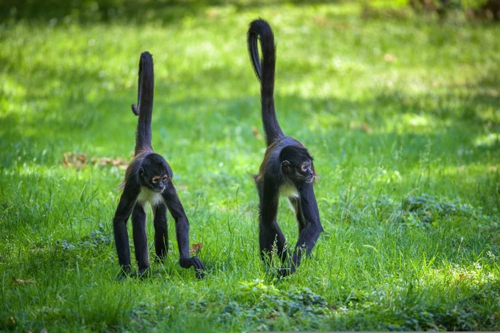 Spider monkeys walking in grass