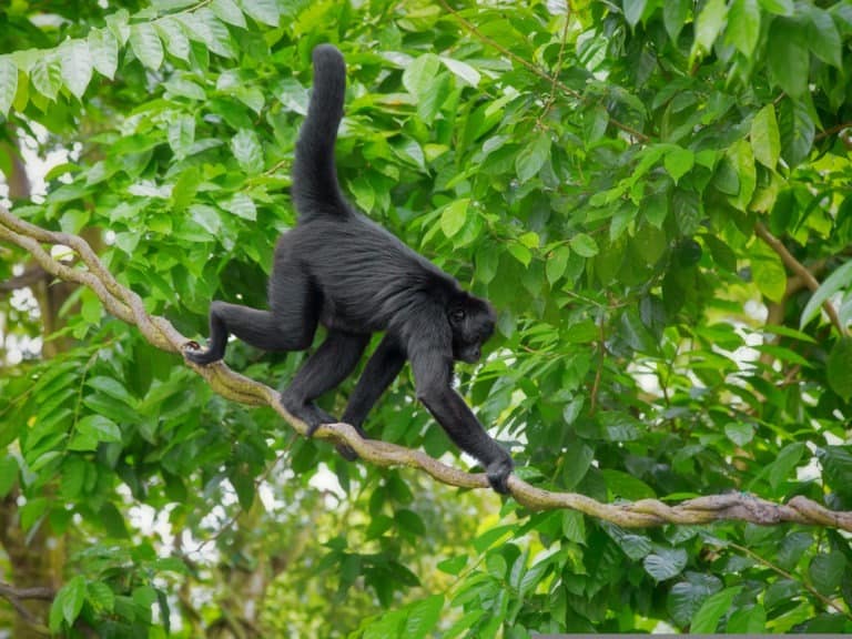 Spider monkey in tree