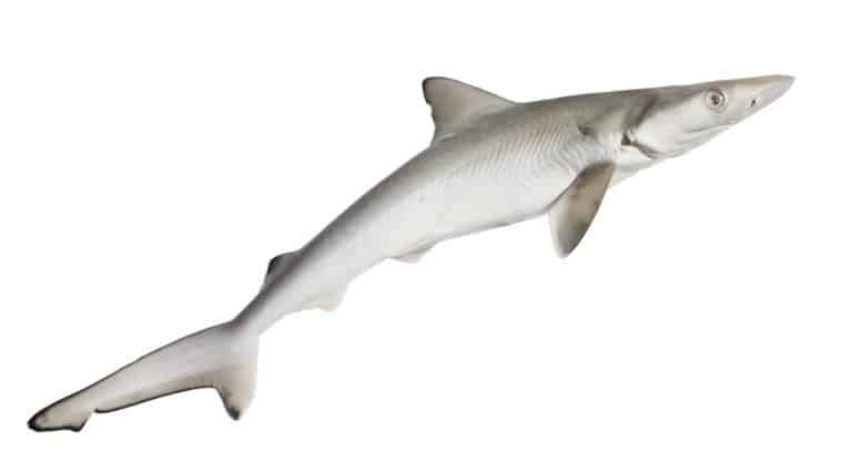 The spiny dogfish isolated on white background