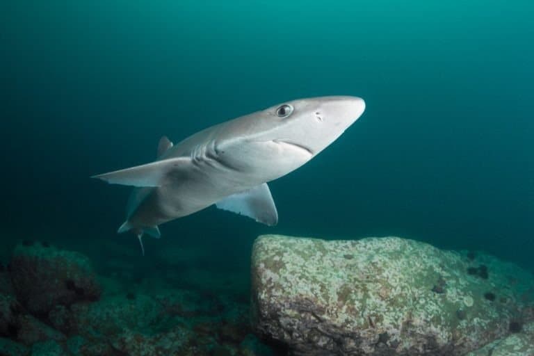 Spiny dogfish shark Deep - 15 meters Japan sea Russia