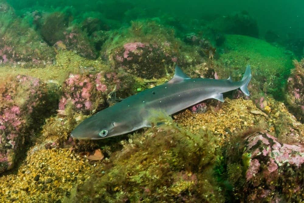 Spiny Dogfish (Squalus acanthias) ở bờ biển phía nam Na Uy