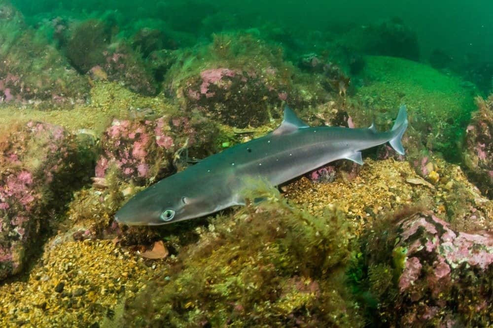 Spiny Dogfish Fish Facts  Squalus acanthias - A-Z Animals