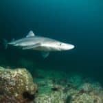 Spiny dogfish