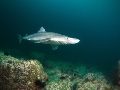 A Spiny Dogfish