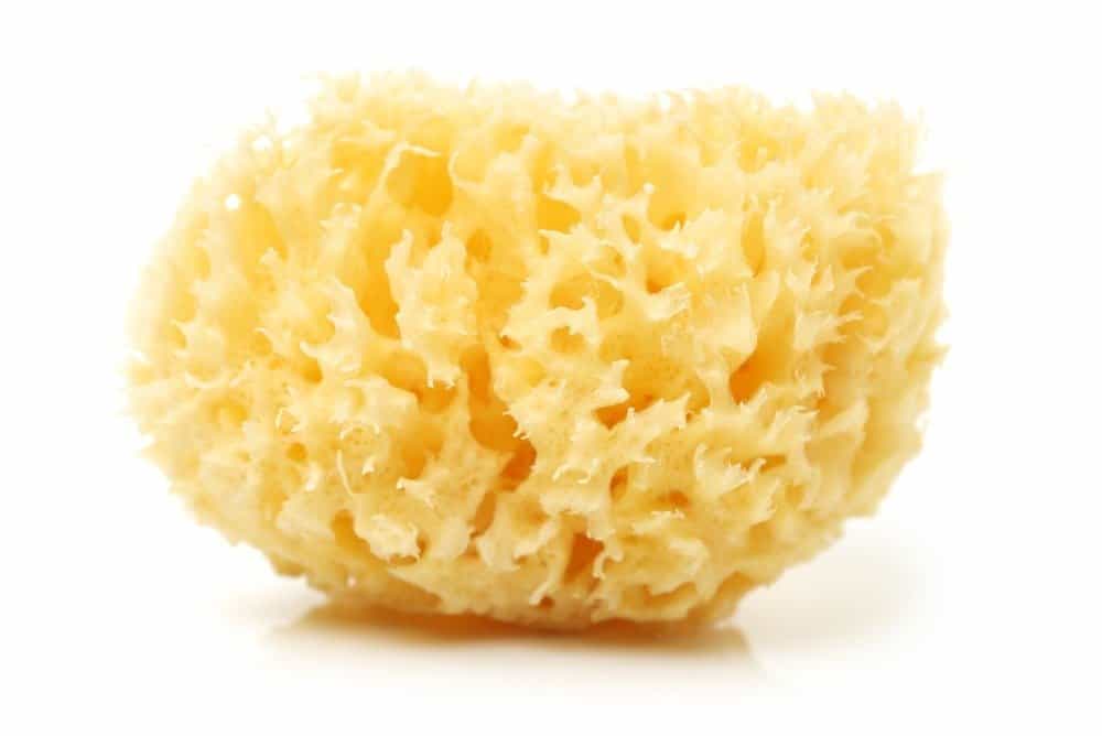 natural sponge on white background - sponges are one of the oldest animal species on earth though they used to be used for cleaning and bathing. 
