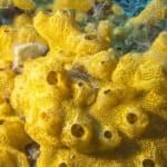 Coral reef with great yellow sea sponge at the bottom of tropical sea on a background of blue water, underwater