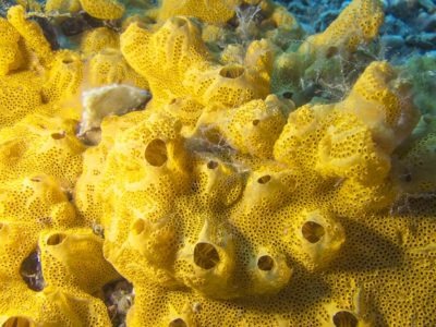 true or false do young sponges move through the water but adult sponges don