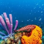 Coral reef in Caribbean Sea with Stove Pipe Sponge and Orange Elephant Sponge