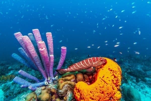 Coral reef in Caribbean Sea with Stove Pipe Sponge and Orange Elephant Sponge