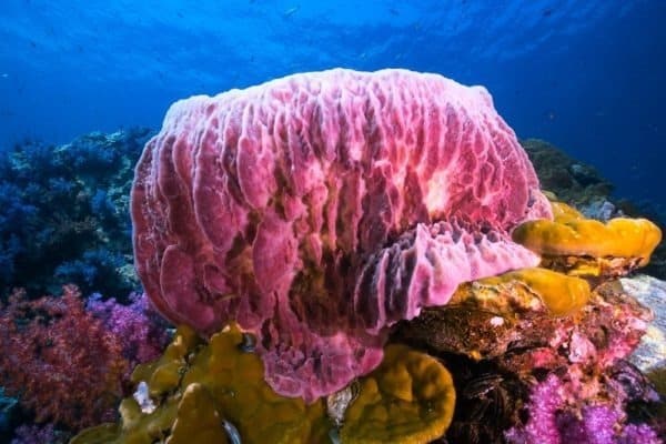 The Barrel Sponge - Similan Islands - Andaman Sea, Thailand.
