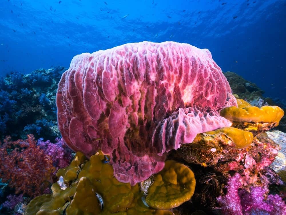 What do sponges eat - barrel sponge on the sea floor