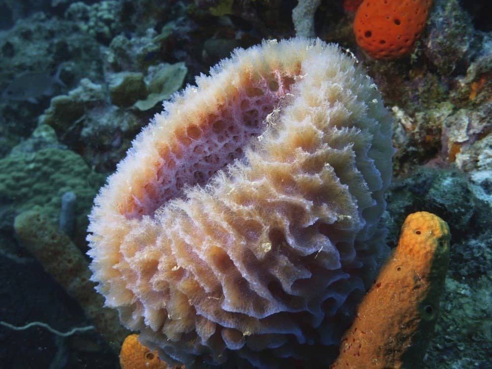 Sponge in the Caribbean sea around Bonaire.