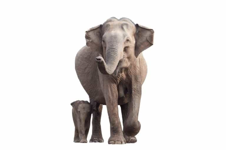 Sri Lankan Elephant isolated on white background
