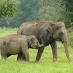Sri Lankan elephant