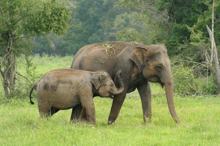 Sri Lankan elephant mother and child