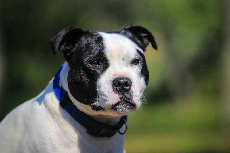 Black and white Staffordshire bull terrier with faded background