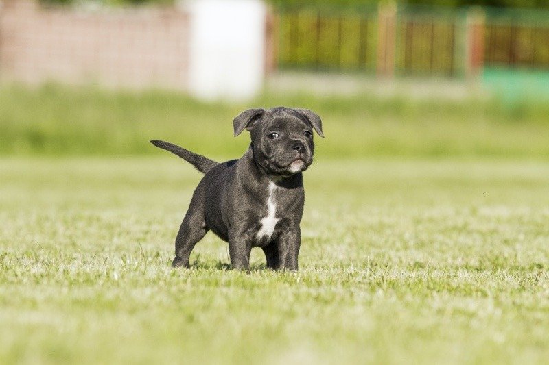 Staffy puppy outlet food