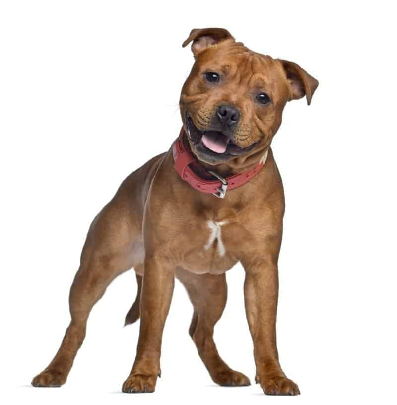 are staffordshire bull terrier aggressive