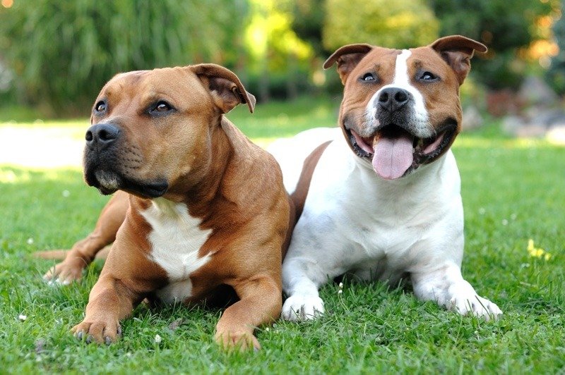 Pair of Staffordshire bull terriers