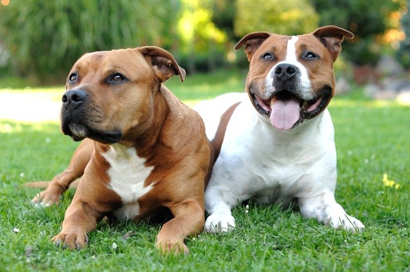 American staffordshire terrier store with other dogs