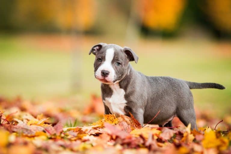 Staffordshire bull terrier puppy in leaves