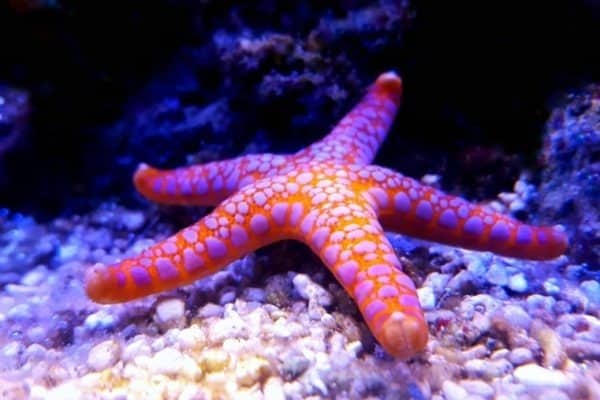 Fromia Monilis starfish
