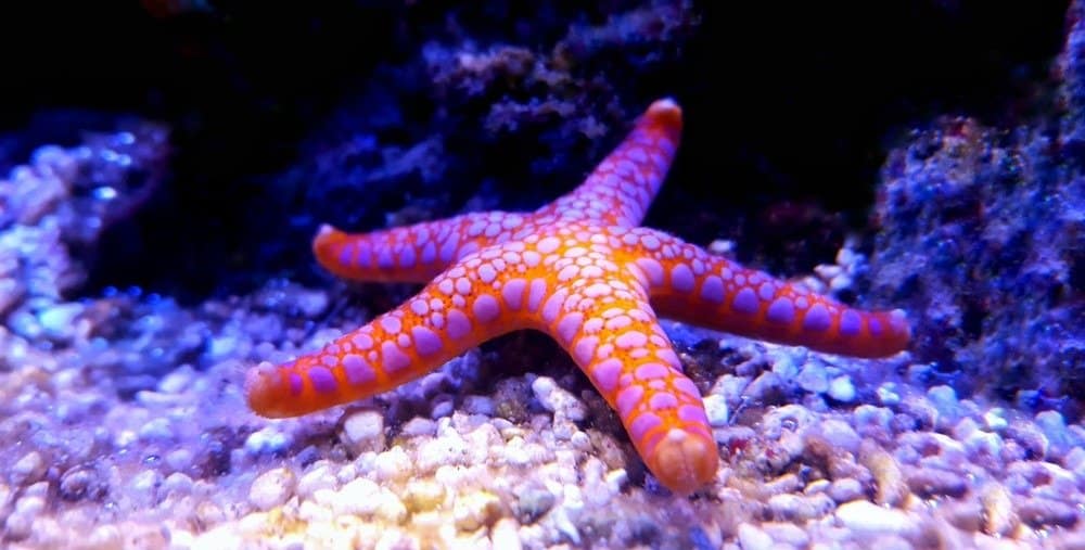 Starfish Animal Facts | Asteroidea - A-Z Animals