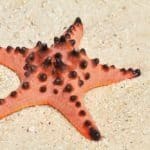 Amazing red starfish close up on the white sandy beach. 