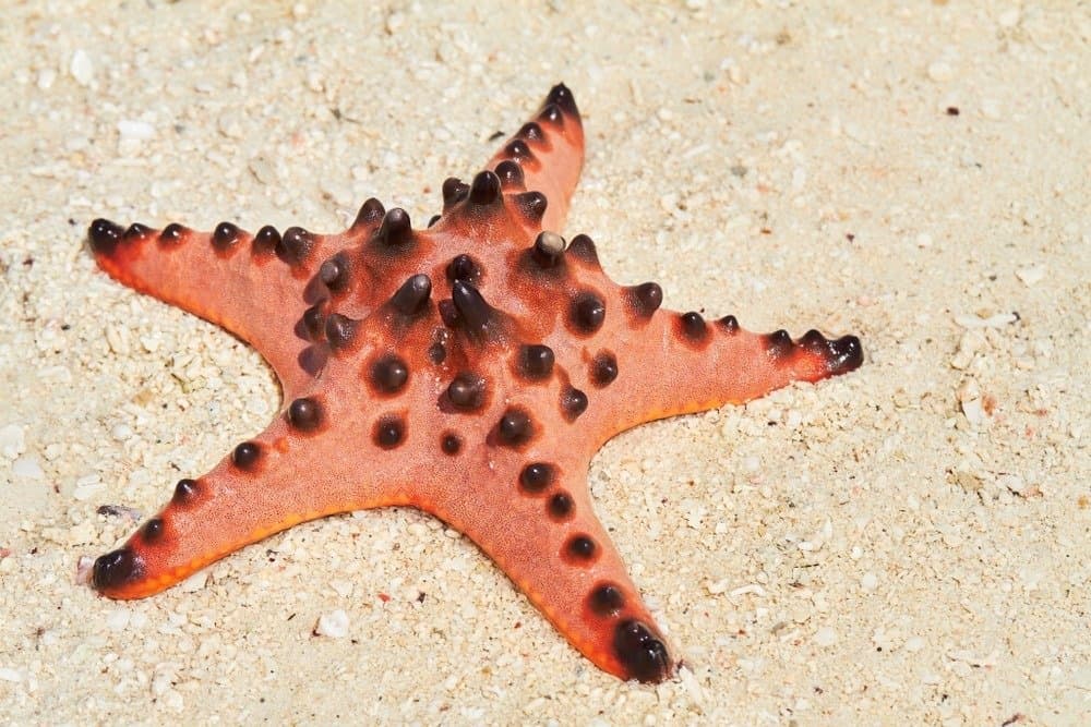 Amazing red starfish close up on the white sandy beach.