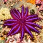 Crown of Thorns Starfish (Purple Variant) Thailand